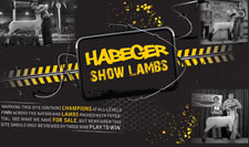 Habeger Show Lambs